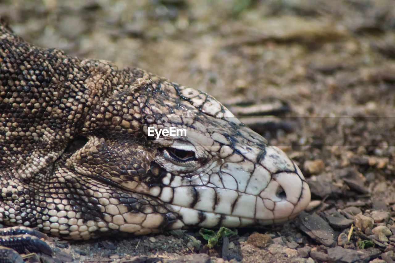 CLOSE-UP OF LIZARD ON ROCK