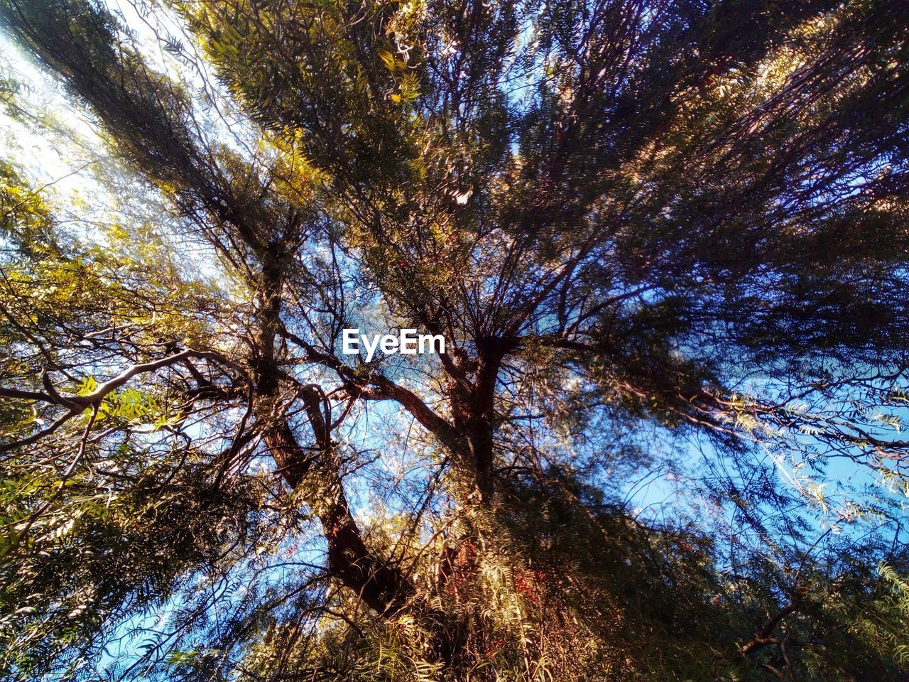 LOW ANGLE VIEW OF TREE AGAINST SKY