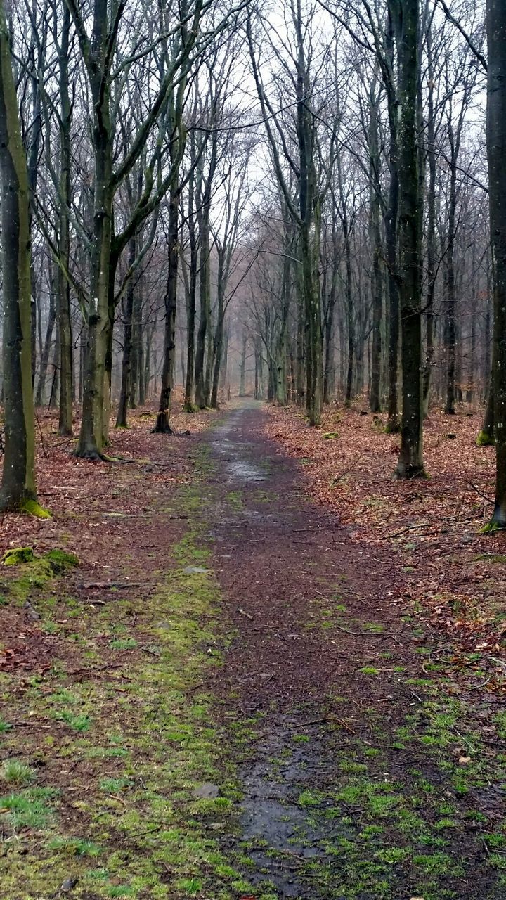 VIEW OF TREES IN FOREST