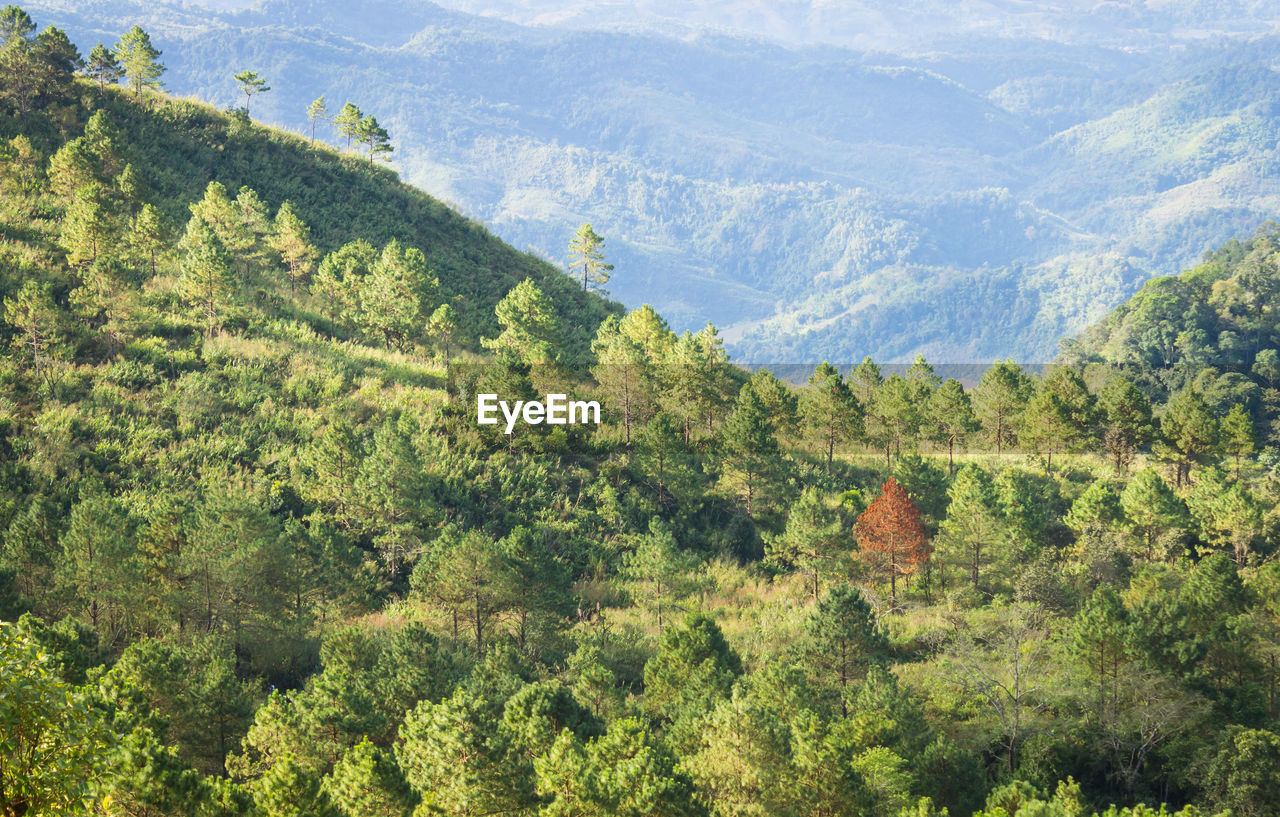 HIGH ANGLE VIEW OF TREES AND PLANTS IN FOREST