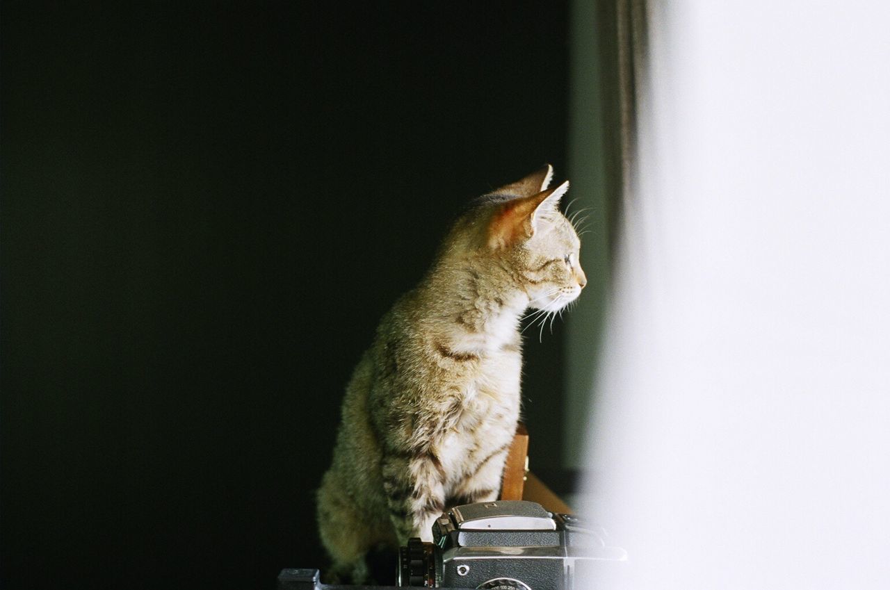 SIDE VIEW OF CAT SITTING ON WALL