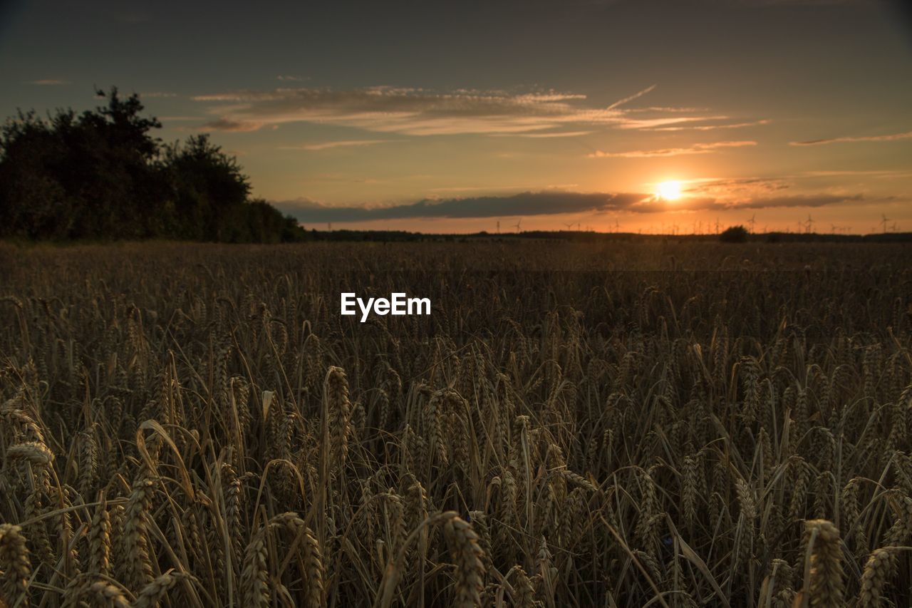 Scenic view of field against sky during sunset