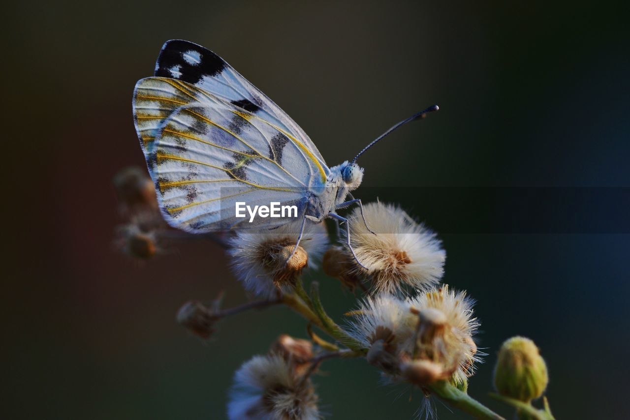 Close-up of butterfly on flower in park