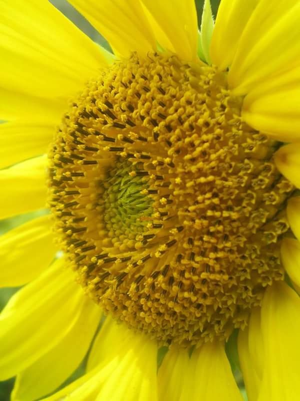 FULL FRAME SHOT OF YELLOW FLOWER