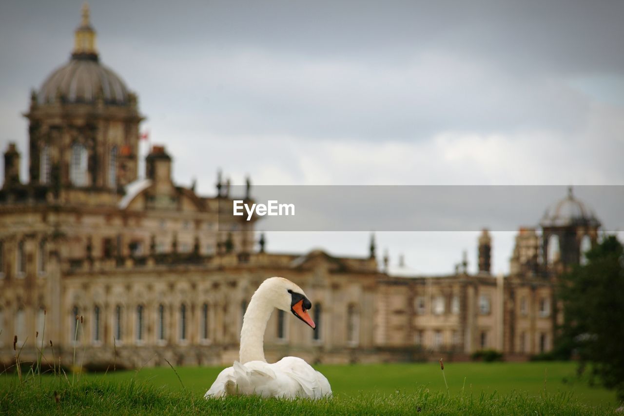 White swan on built structure against the sky