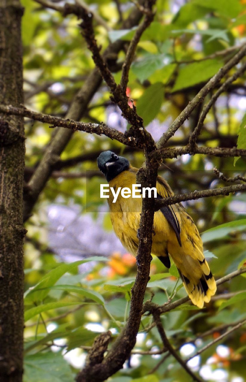 LOW ANGLE VIEW OF BIRD PERCHING ON TREE