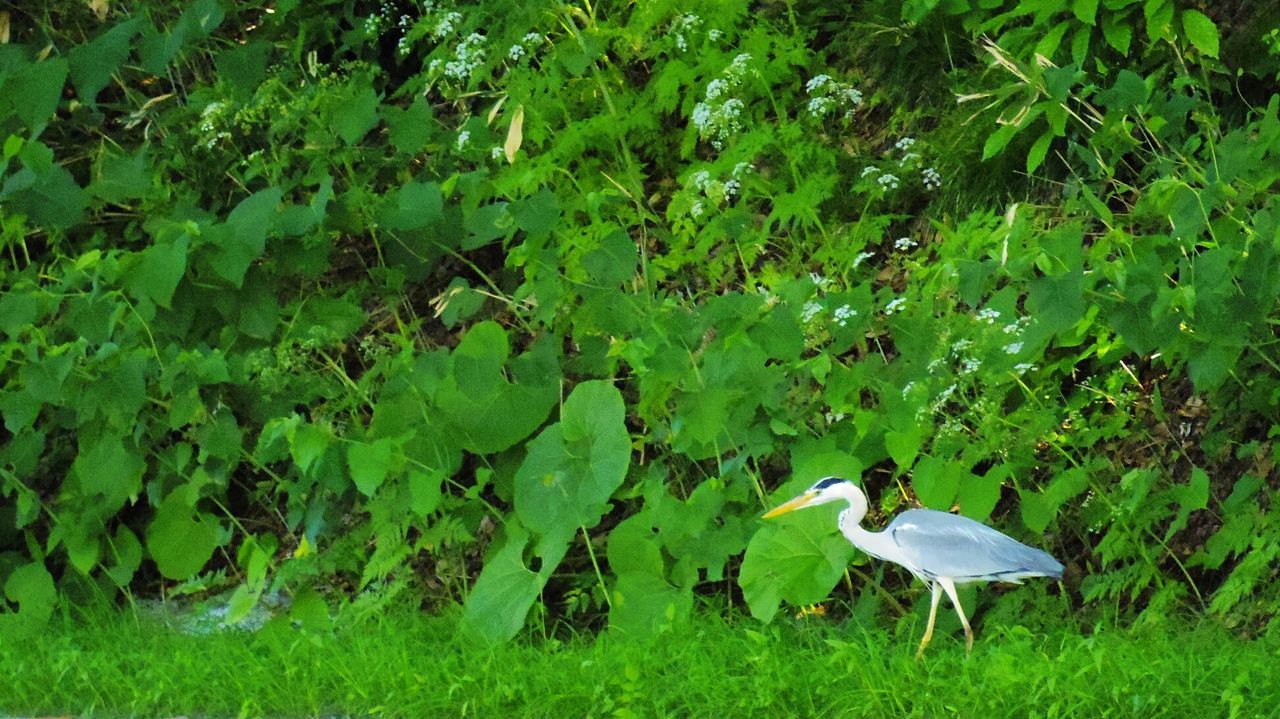 BIRD PERCHING ON PLANT