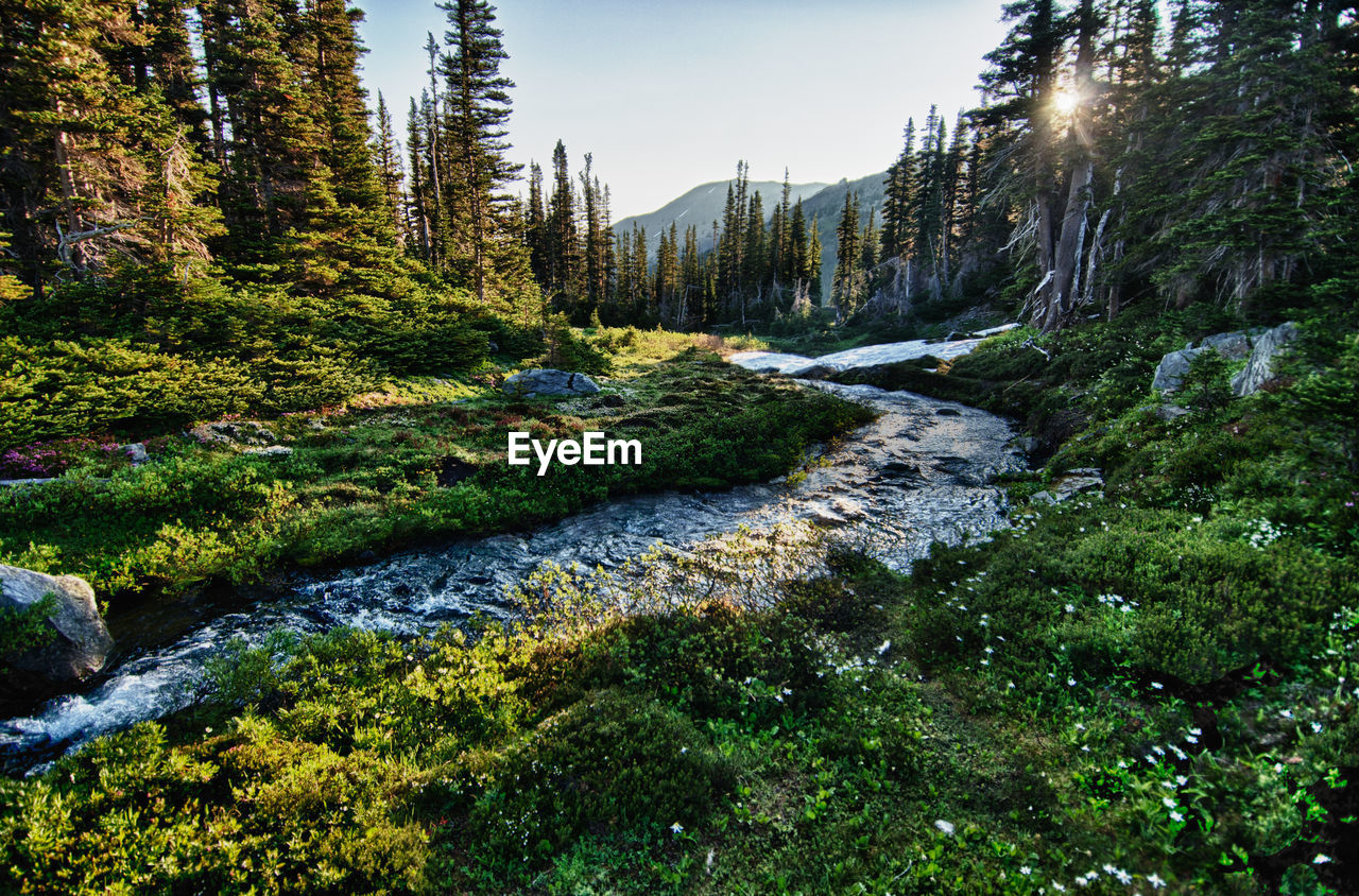 Scenic view of forest