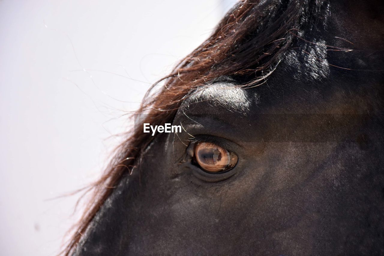 Cropped eye of horse