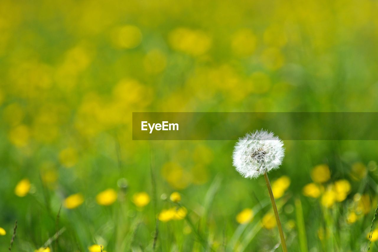 Close-up of dandelion blooming on field