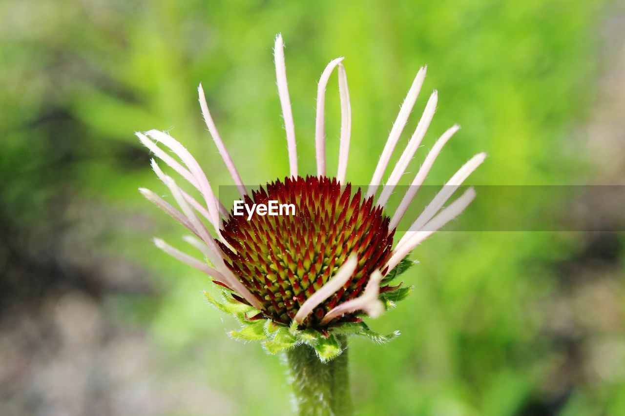 CLOSE-UP OF FLOWER