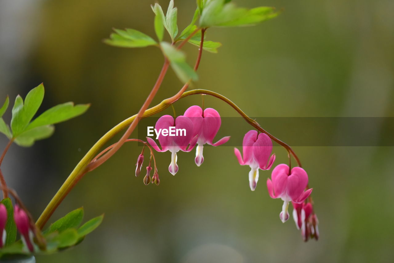 Branch of bleeding heart flower  in natural environment   - close-up 