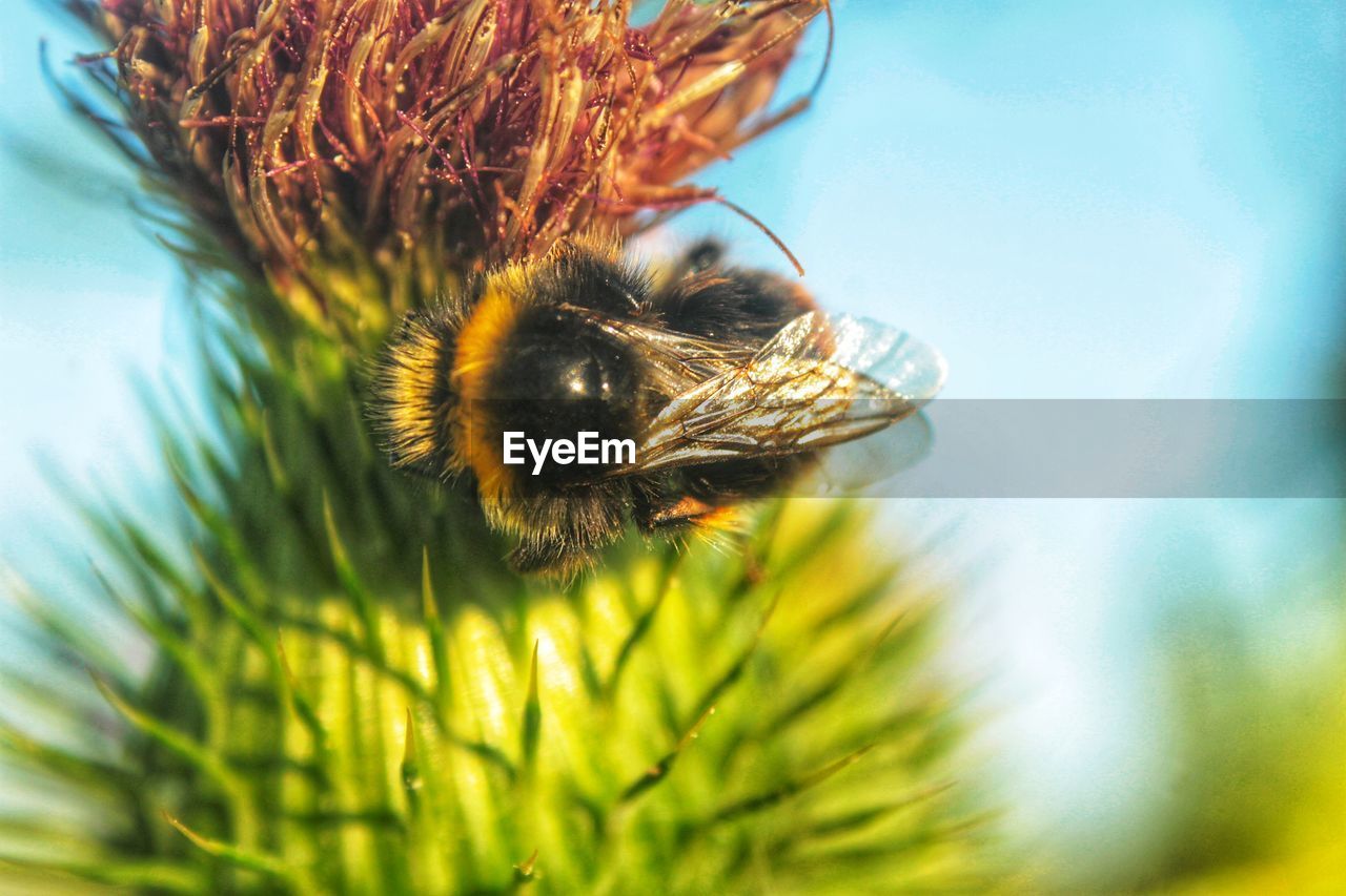 CLOSE-UP OF HONEY BEE POLLINATING ON FLOWER