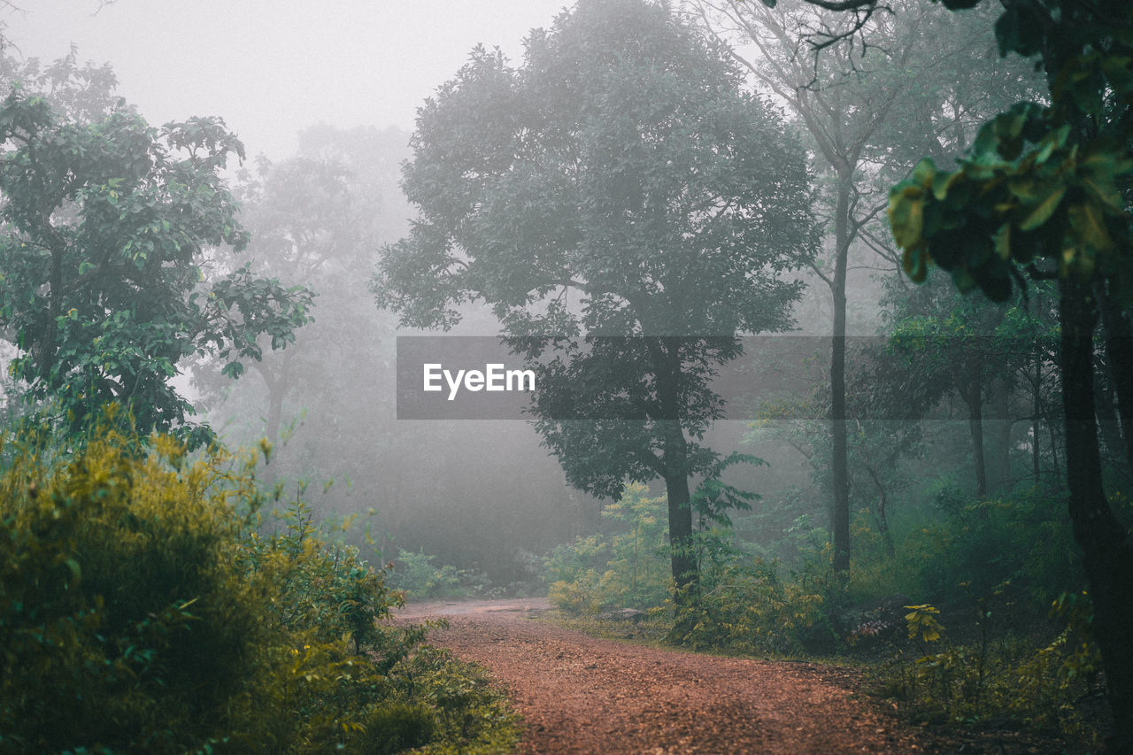 ROAD AMIDST TREES AND PLANTS IN FOREST