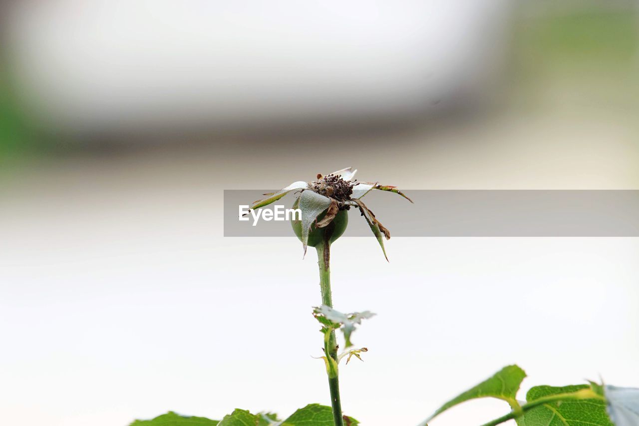 CLOSE-UP OF INSECT ON LEAF