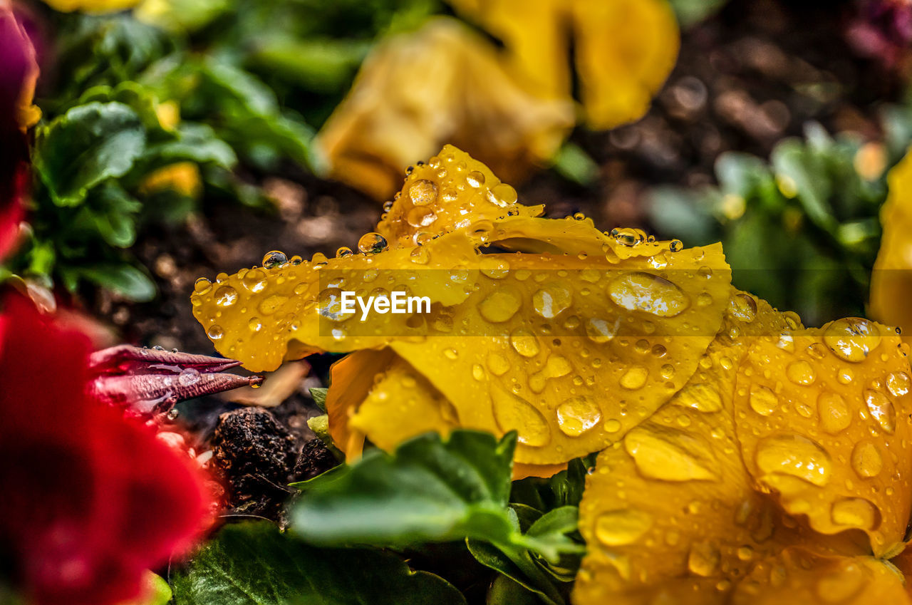 CLOSE-UP OF RAINDROPS ON WET PLANT DURING RAINY SEASON