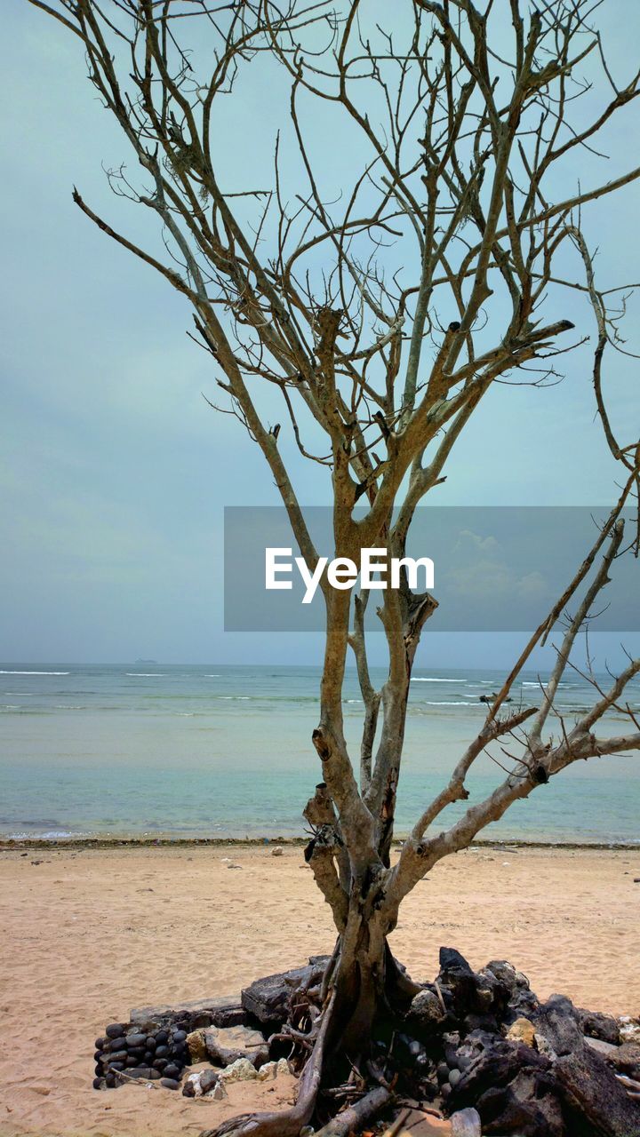 DEAD TREE ON BEACH