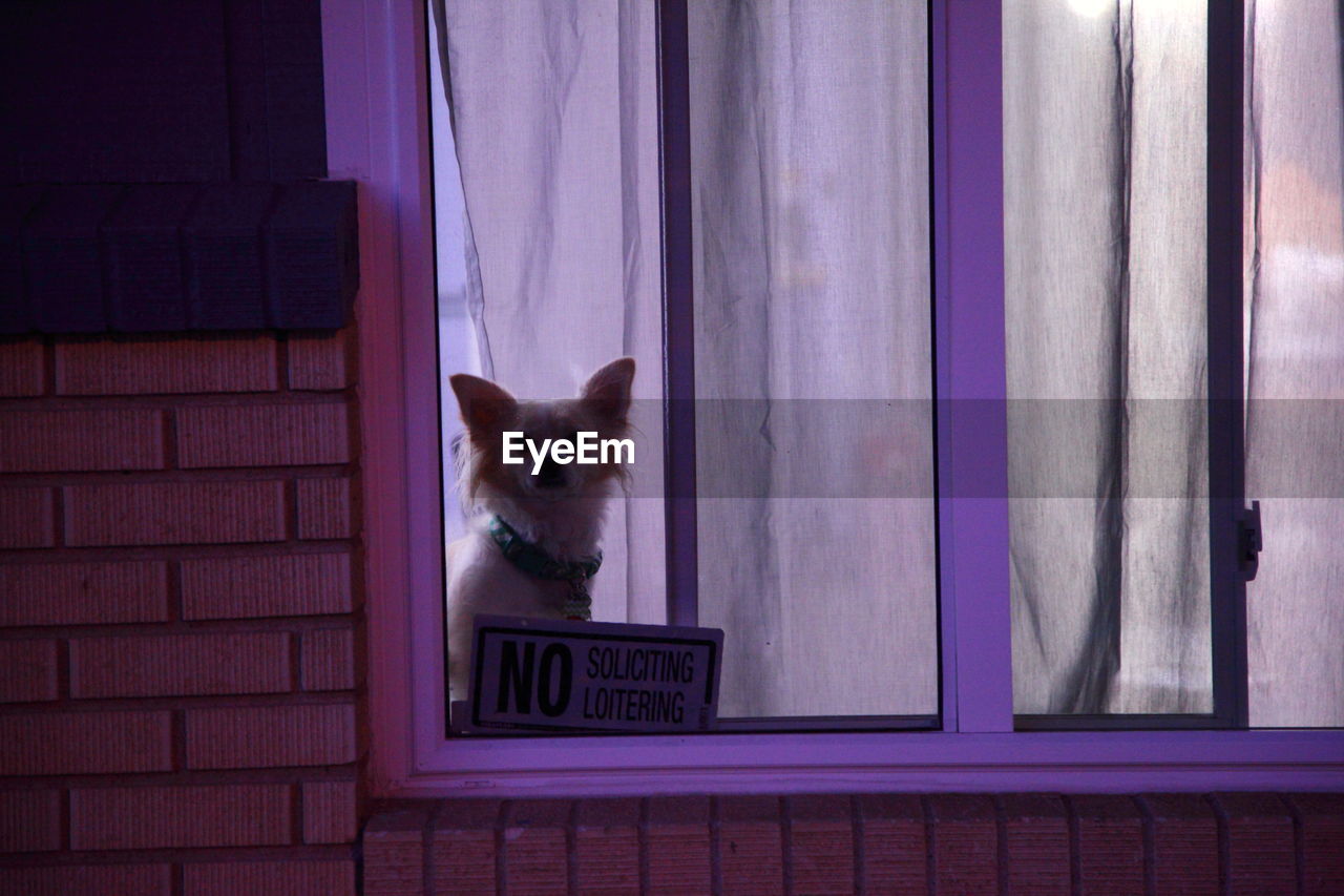 Portrait of dog seen through window at night