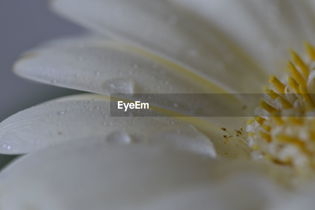 Close-up of wet white gerbera daisy