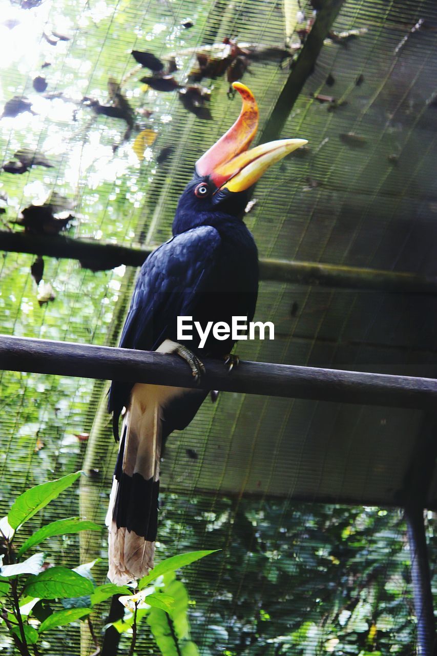 BIRDS PERCHING ON TREE BRANCH