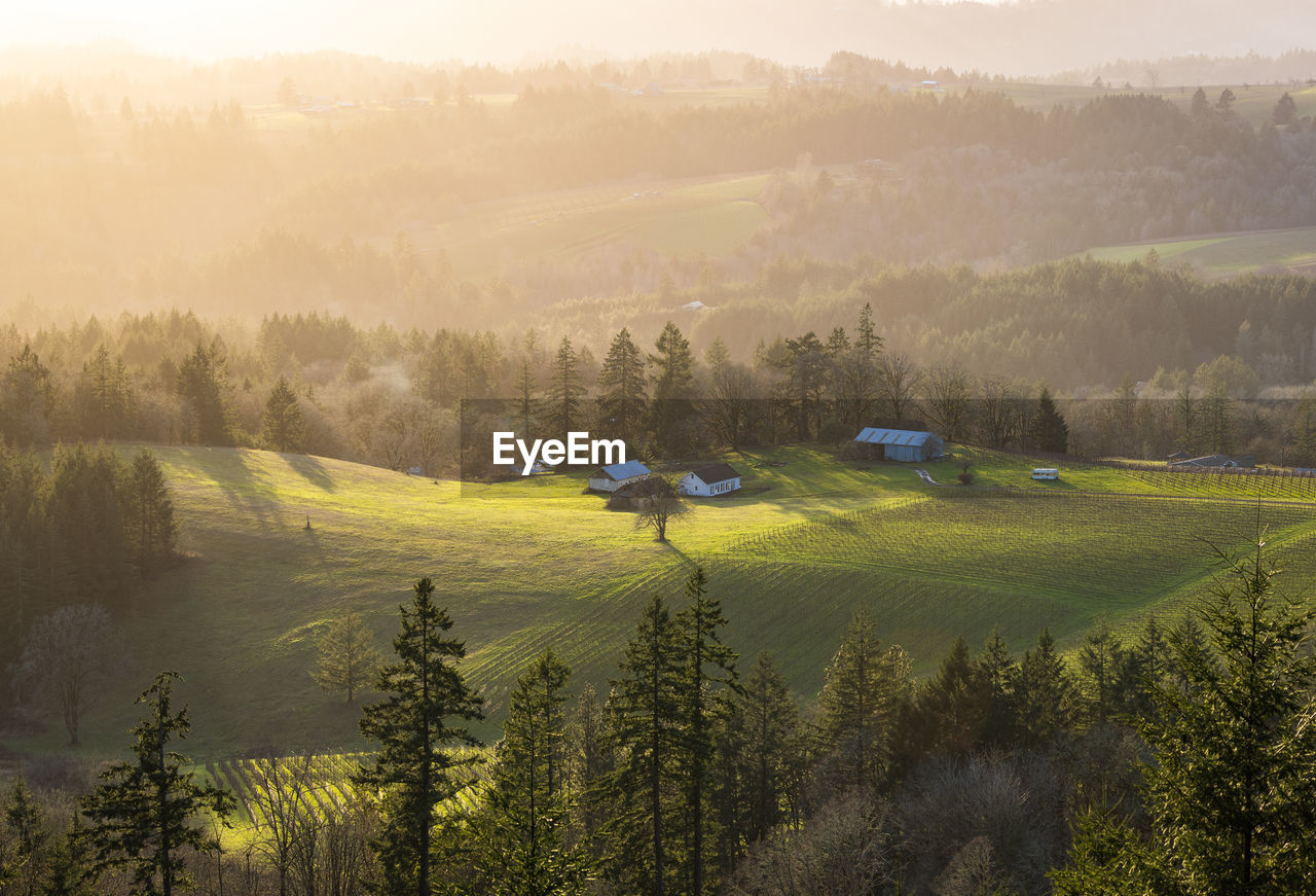 Hazy sunlight shines on a rural vineyard property with trees, green grass, and farm buildings.