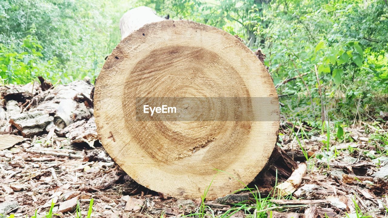 CLOSE-UP OF TREE STUMP IN FIELD