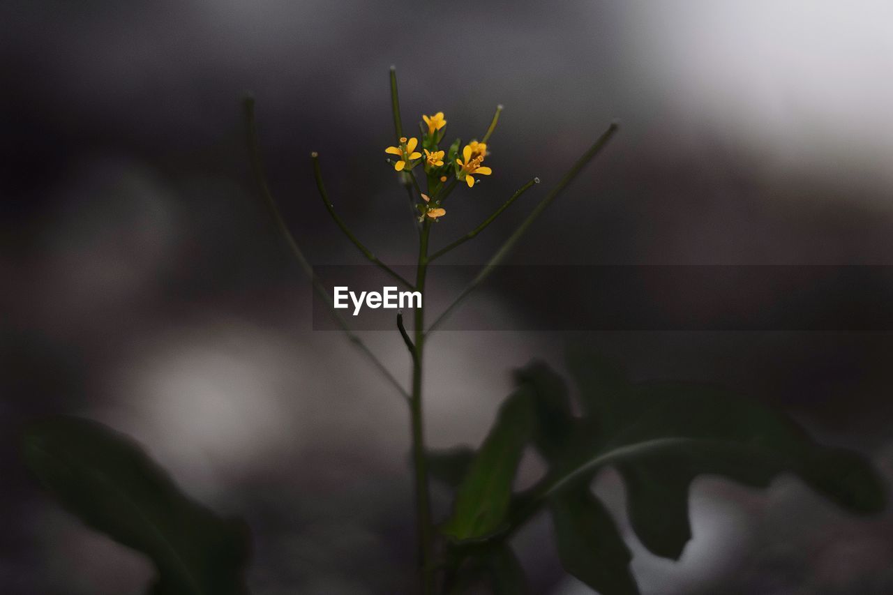 CLOSE-UP OF FLOWERING PLANTS