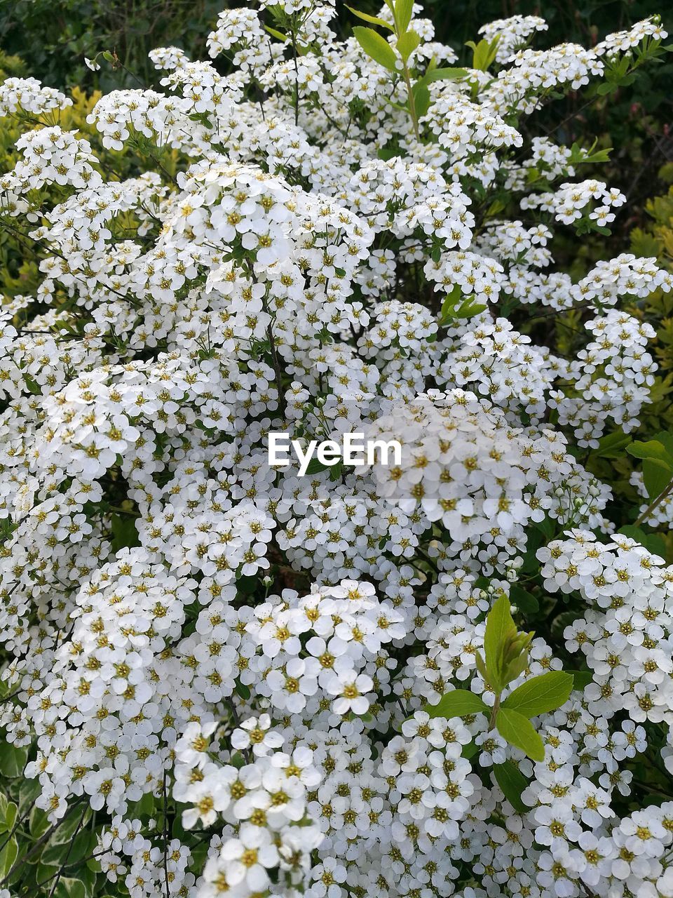 CLOSE-UP OF WHITE FLOWERS GROWING OUTDOORS