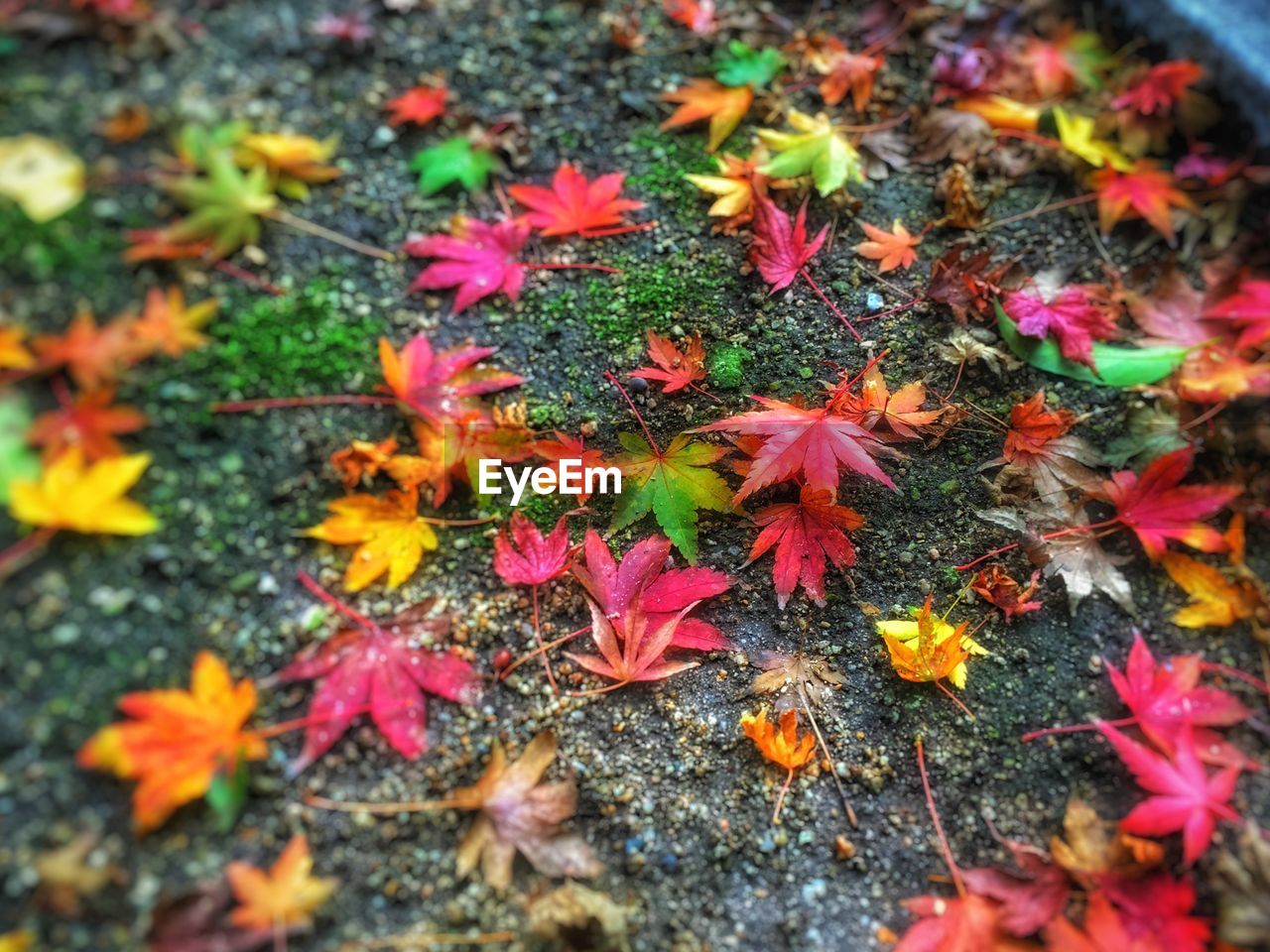 FLOWERS GROWING ON FIELD