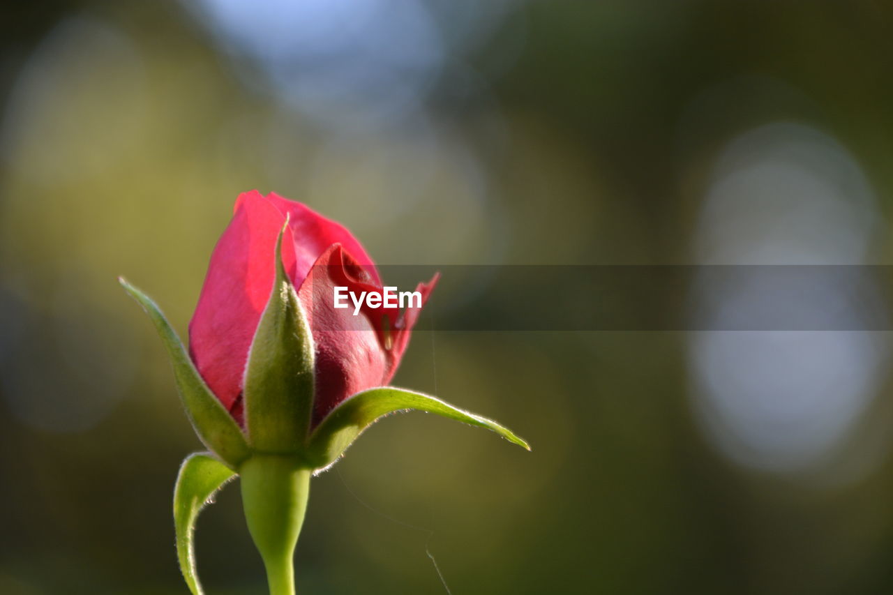 Close-up of pink flower