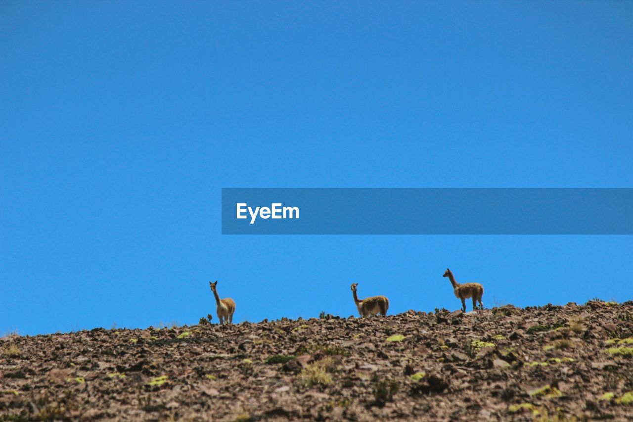 BIRDS STANDING ON FIELD AGAINST BLUE SKY