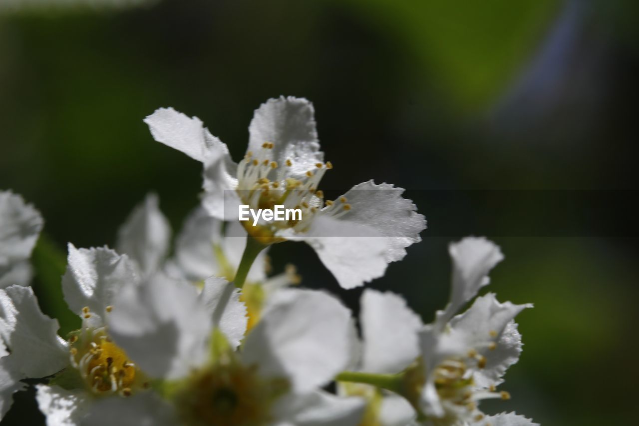 CLOSE-UP OF WHITE FLOWER PLANT