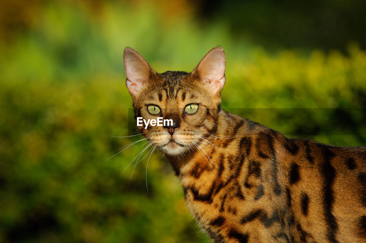 CLOSE-UP PORTRAIT OF CAT