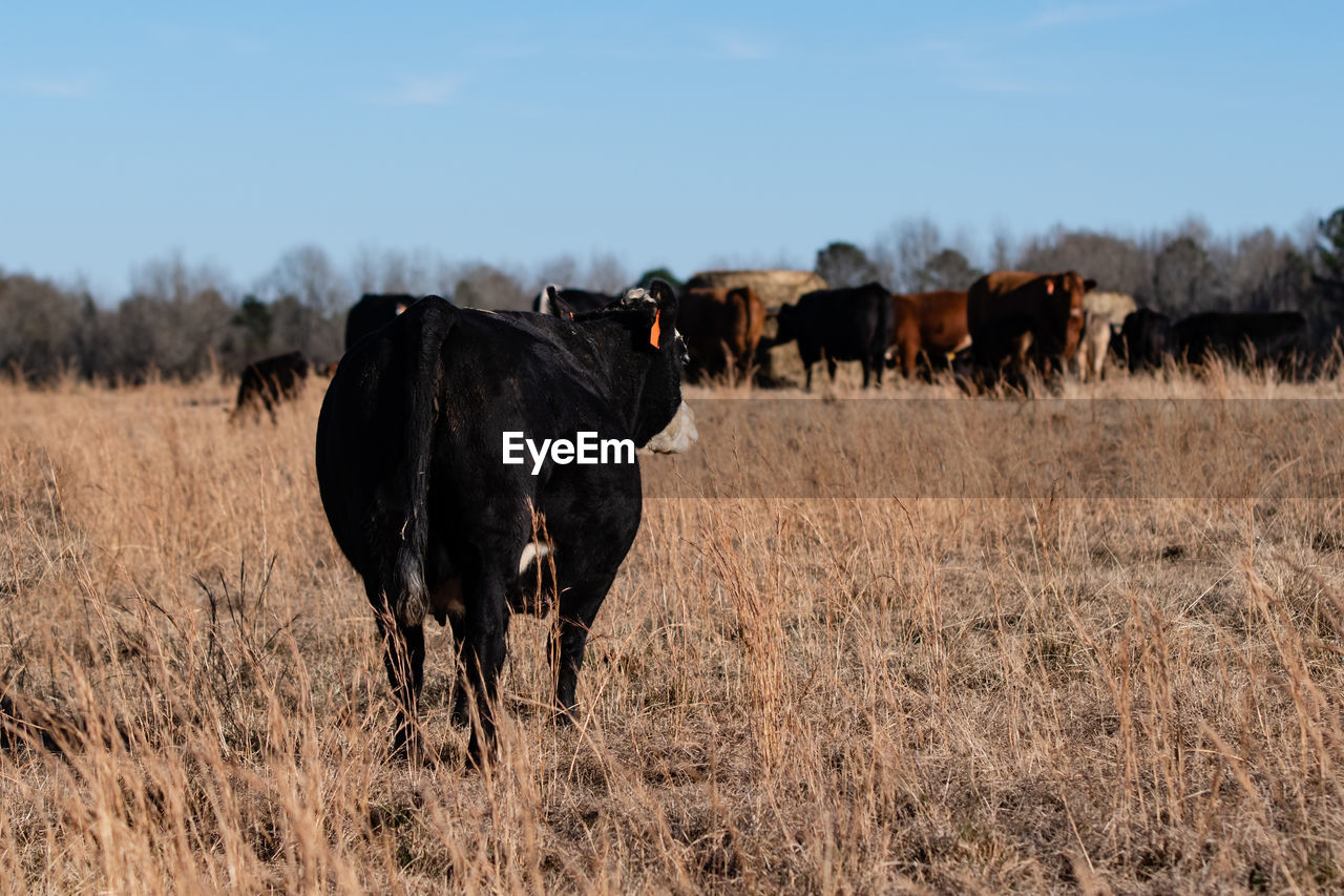 Black baldy crossbred beef cow walking toward the herd gathered around a round hay bale feeder.