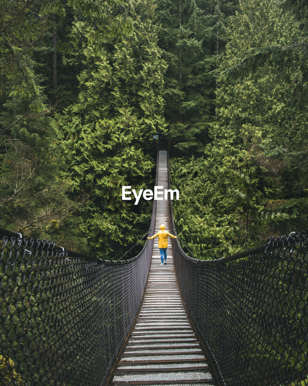 Footbridge amidst trees in forest