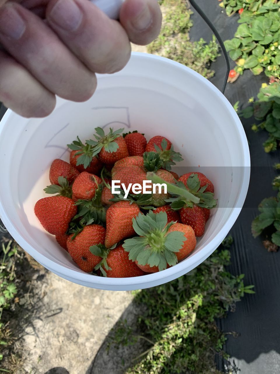 HIGH ANGLE VIEW OF HAND HOLDING FRUITS