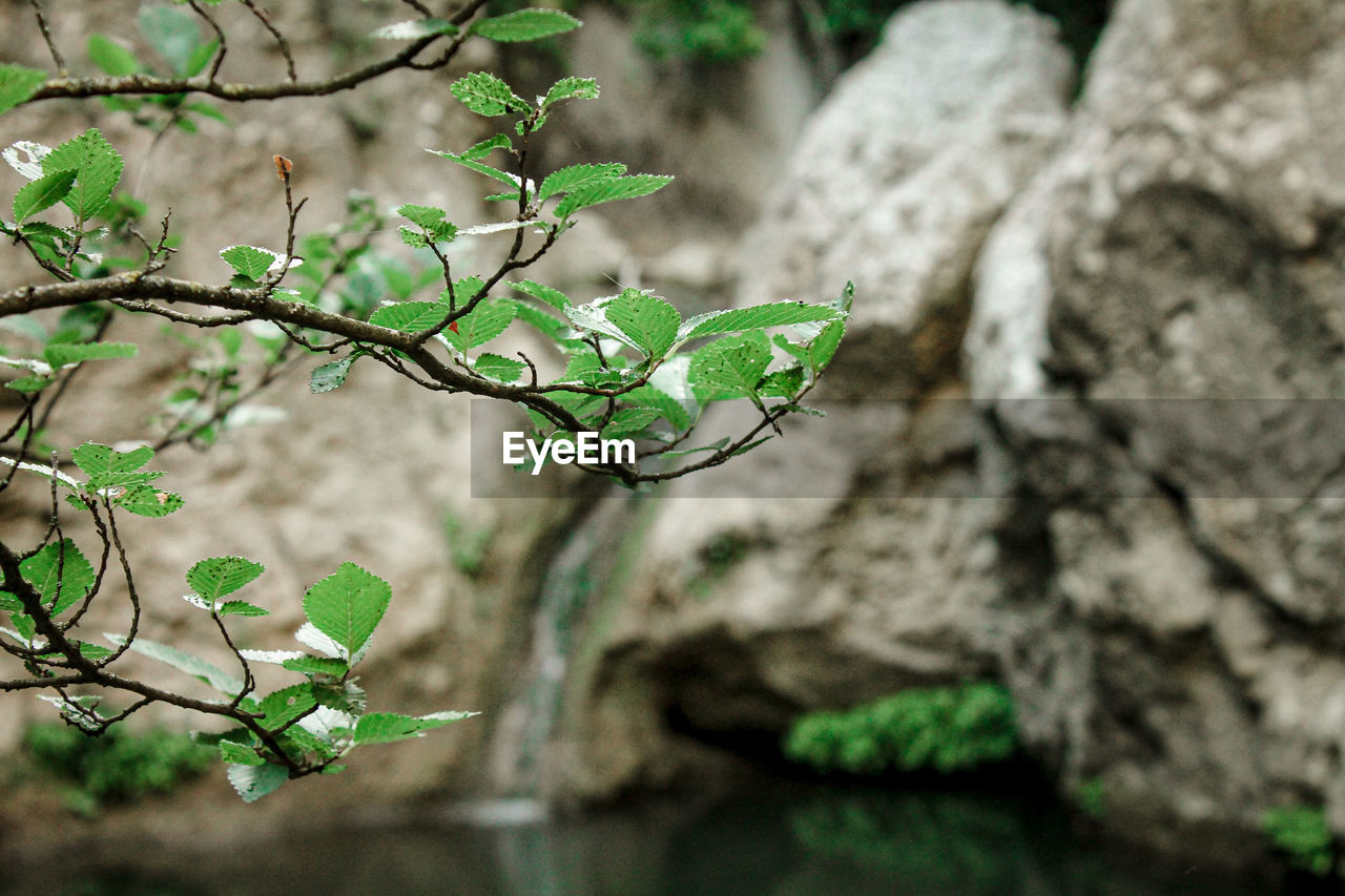 A tree, a little natural lake, a waterfall... beatiful place