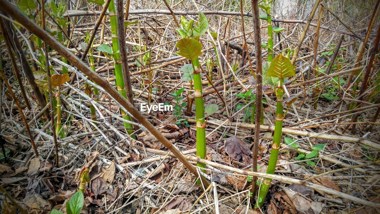 CLOSE-UP OF DRY GRASS ON PLANT