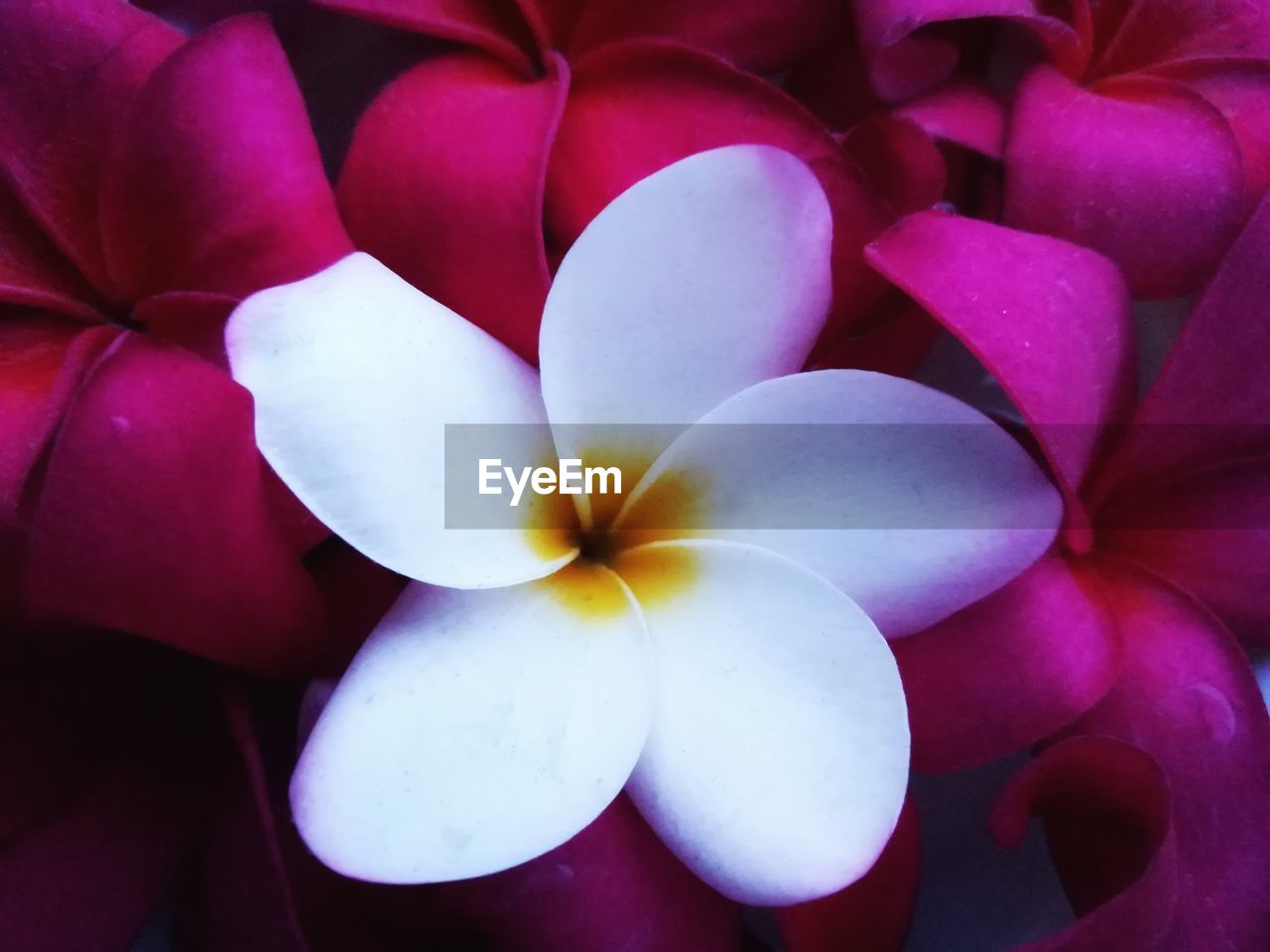 CLOSE-UP OF FRANGIPANI ON WHITE FLOWERS