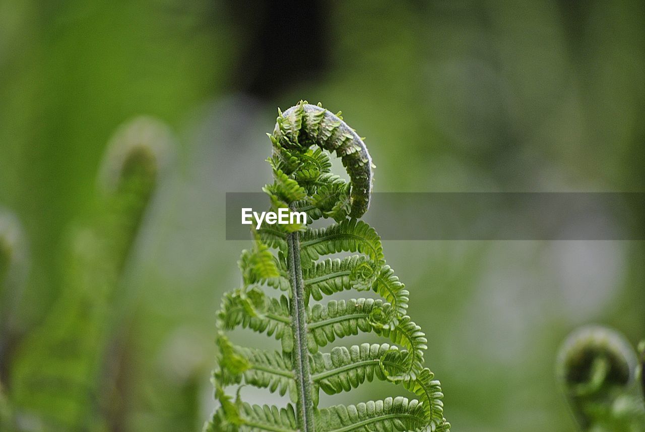 CLOSE-UP OF FERN ON PLANT