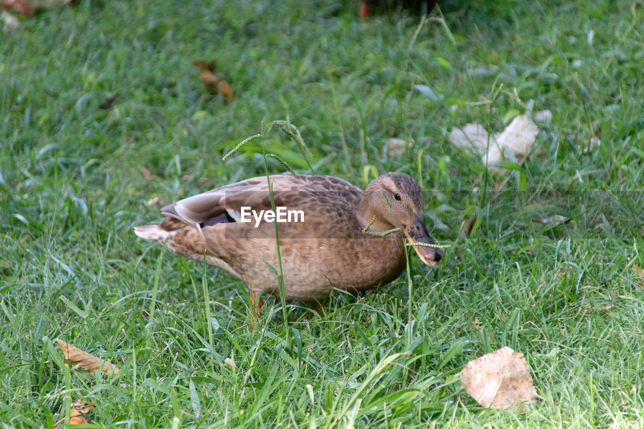 CLOSE-UP OF DUCK ON LAND