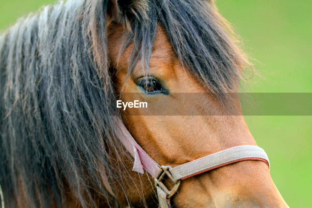 CLOSE-UP OF A HORSE