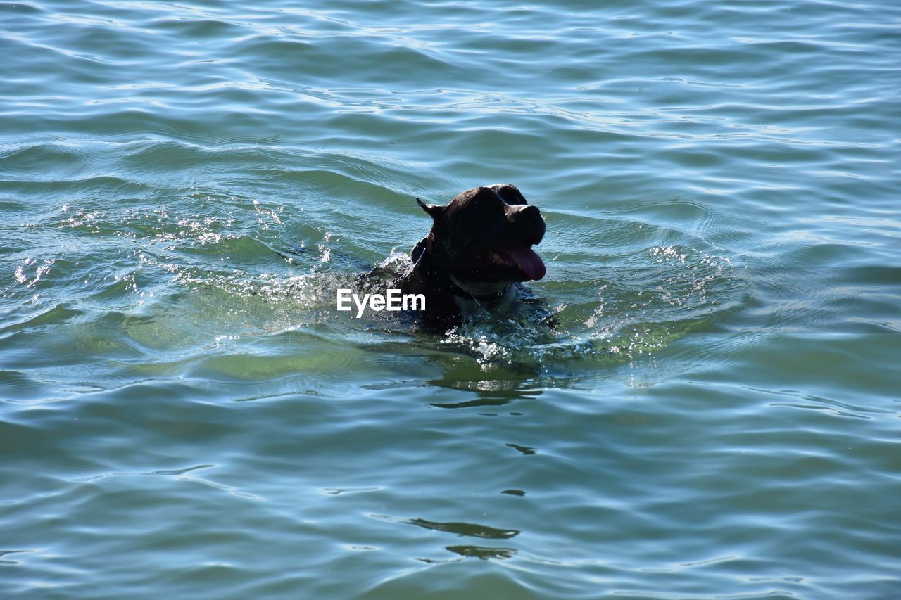 DOG SWIMMING IN WATER AT SHORE