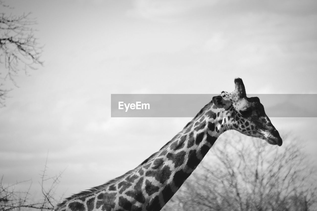 Giraffe kenia