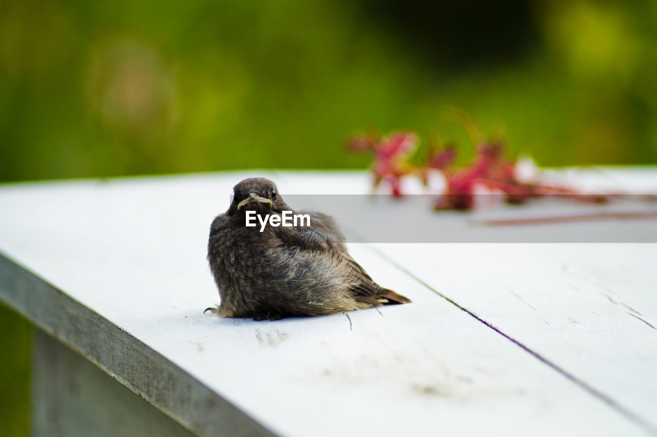 Close-up of bird perching on wooden roof