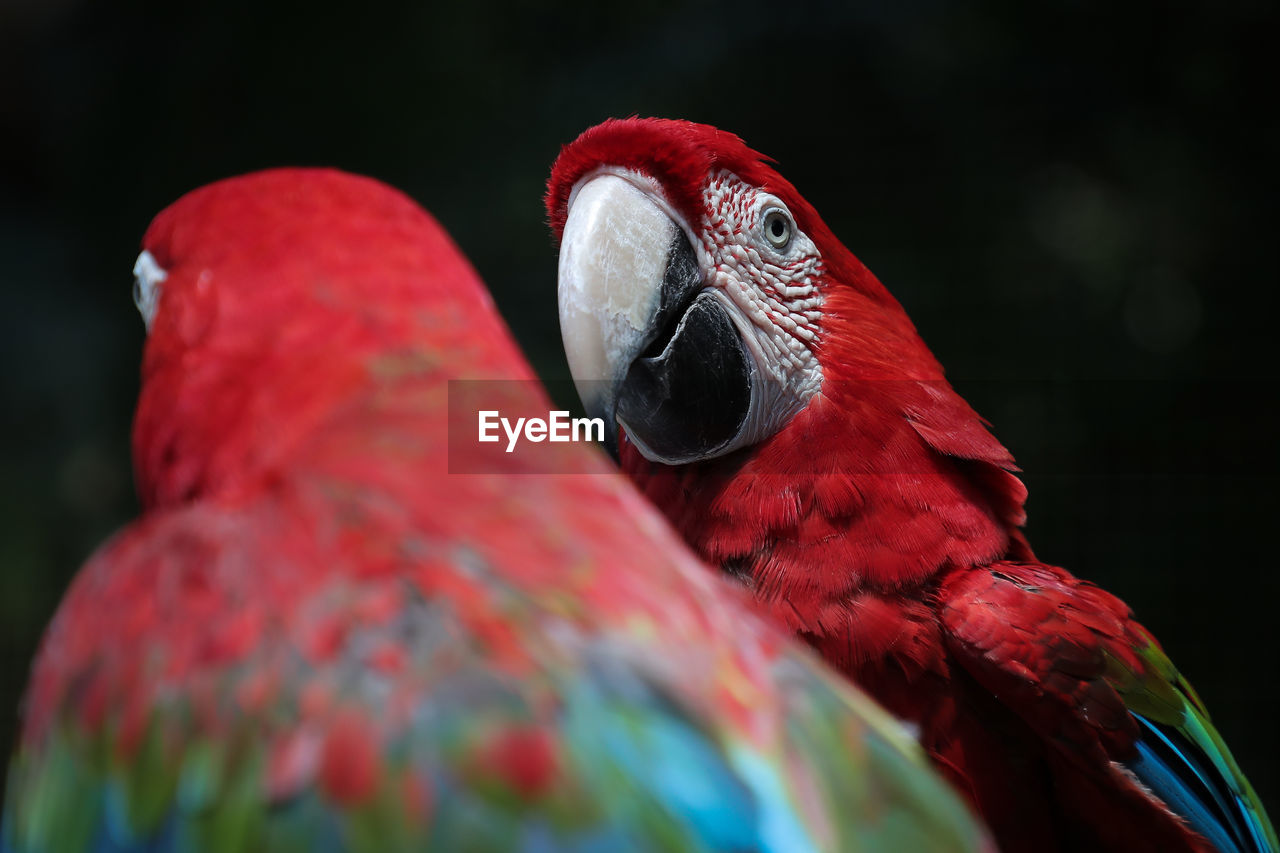 Scarlet macaws perching in forest