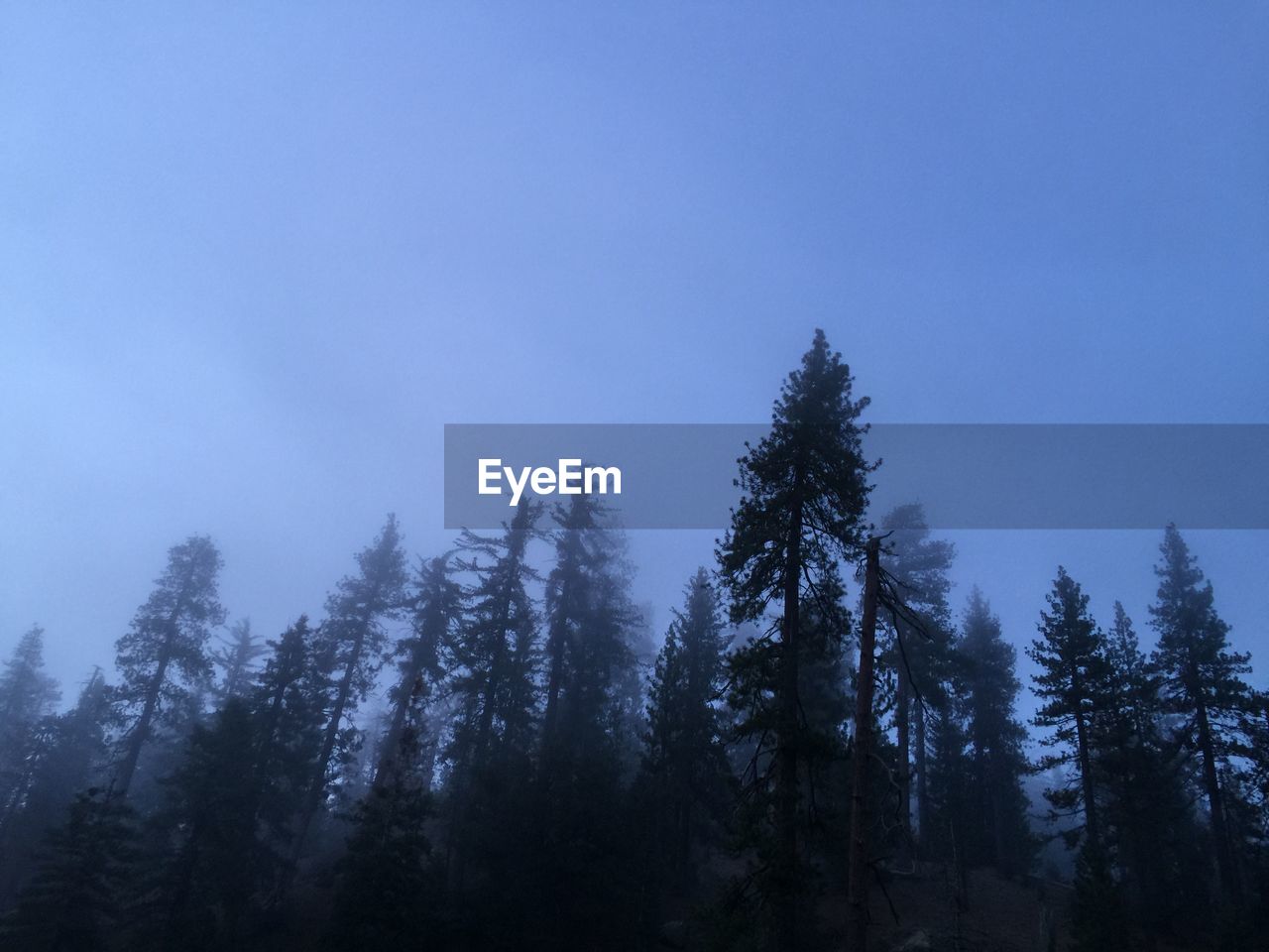 Low angle view of trees against clear blue sky