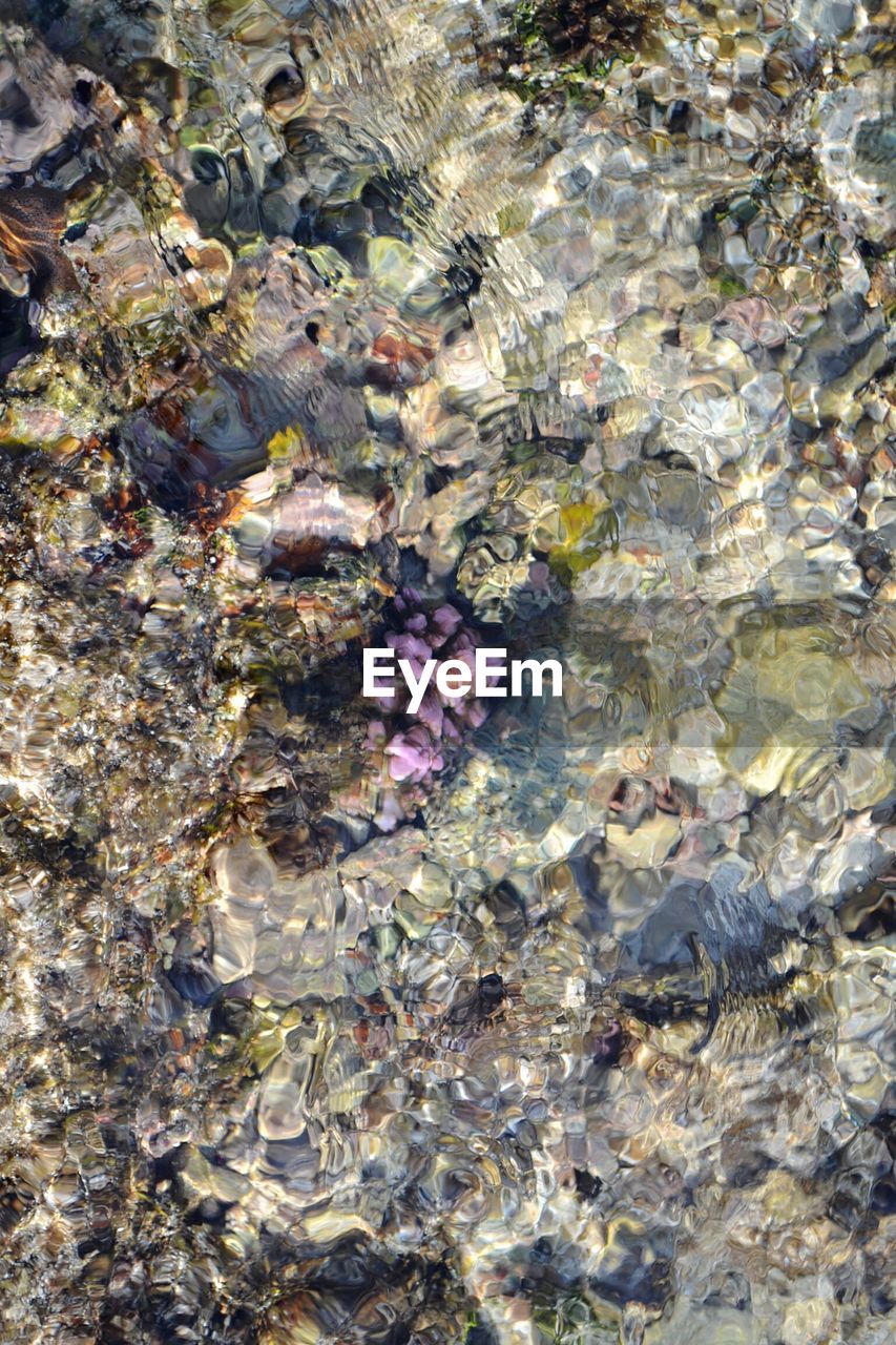 FULL FRAME SHOT OF WATER WITH FLOWERS