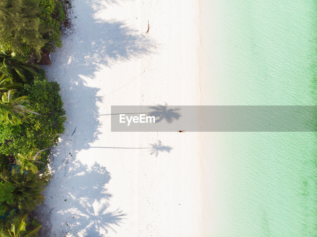 Aerial view of trees at beach by sea