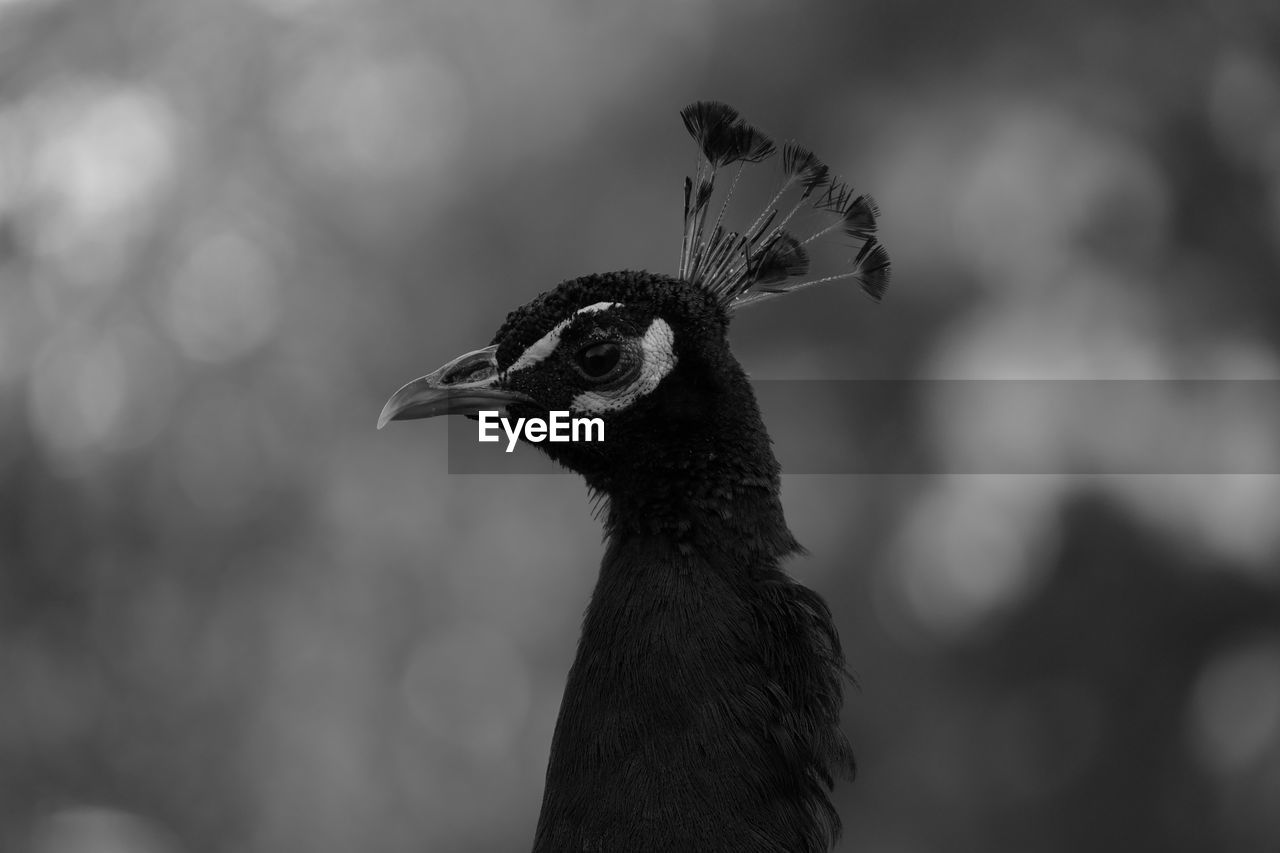 Close-up of peacock